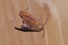 Dendrolimus okinawanus