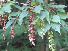 Carpinus laxiflora