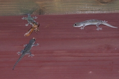 Dendrolimus okinawanus