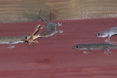 Dendrolimus okinawanus