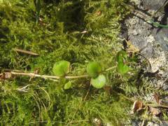 Epilobium nummulariifolium