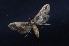 Hydriris ornatalis
