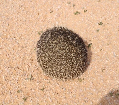 Desert Hedgehog