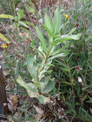 Asclepias viridis