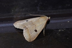 Bocula caradrinoides