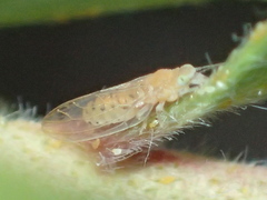 Boreioglycaspis melaleucae