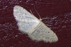 Scopula nesciaria