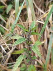 Urtica perconfusa
