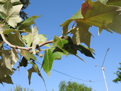 Platanus