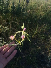 Oenothera nuttallii