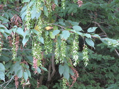 Carpinus laxiflora