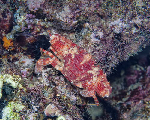 Lupocyclus quinquedentatus, 2025-04-25