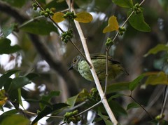 Philepitta schlegeli