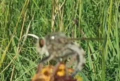 Promachus vertebratus