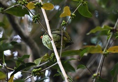 Philepitta schlegeli