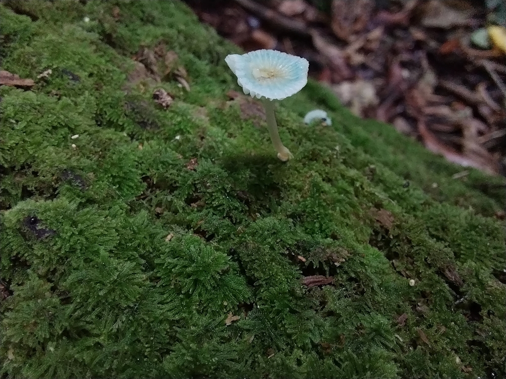 Mycena interrupta · April 2025 · photo: © kiwialli (iNaturalist, cc-by)