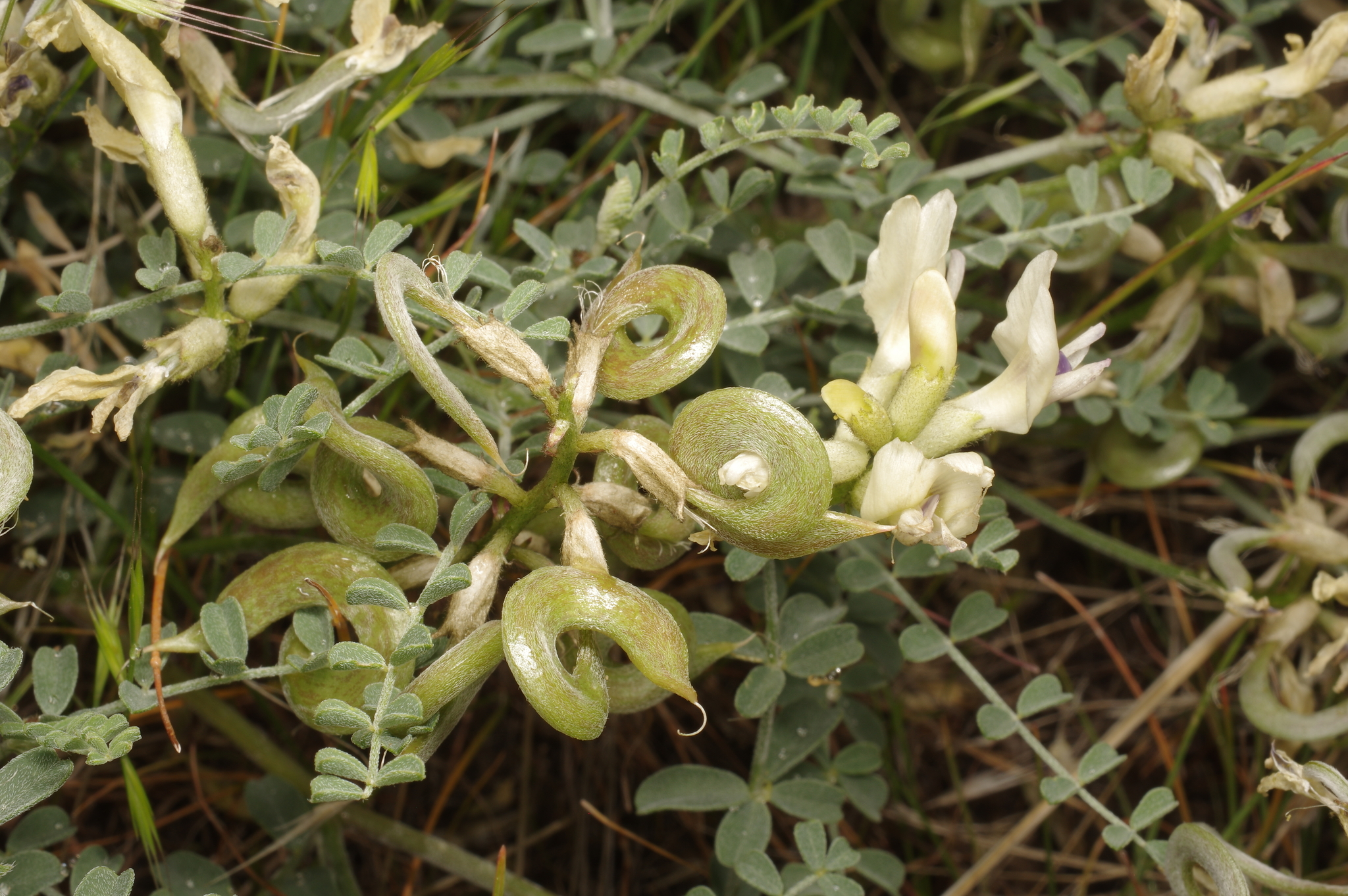 Astragalus speirocarpus
