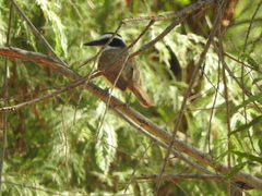 Pitangus sulphuratus