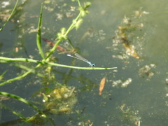 Acanthagrion quadratum