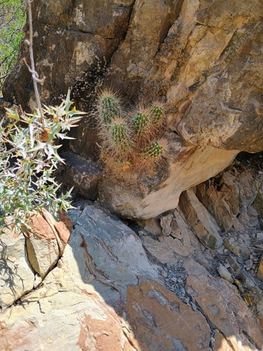 strawberry hedgehog cactus