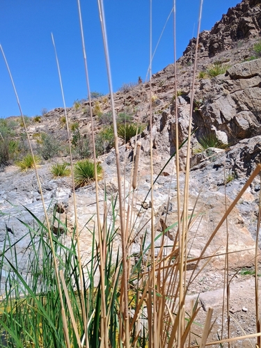 southern cattail