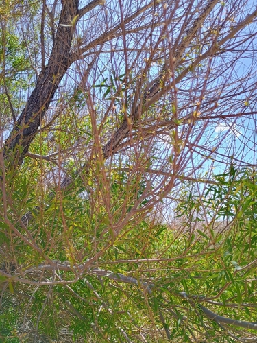 Goodding's willow