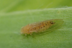 Boreioglycaspis melaleucae