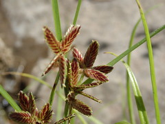 Cyperus bipartitus