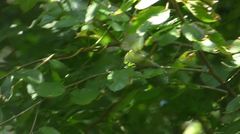 Vireo griseus