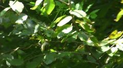 Vireo griseus