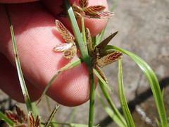 Cyperus bipartitus