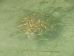 Trachemys scripta