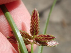 Cyperus bipartitus