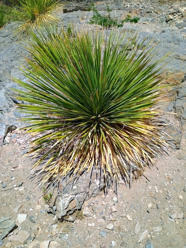 Smooth Sotol