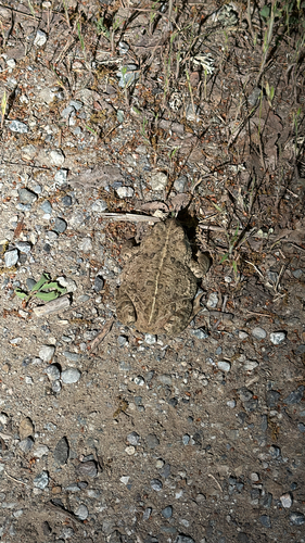 iNaturalist observation photo of Western Toad