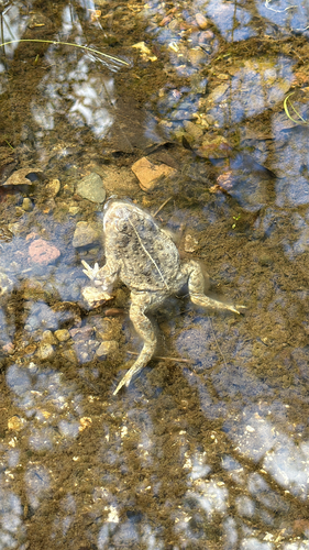 iNaturalist observation photo of Western Toad