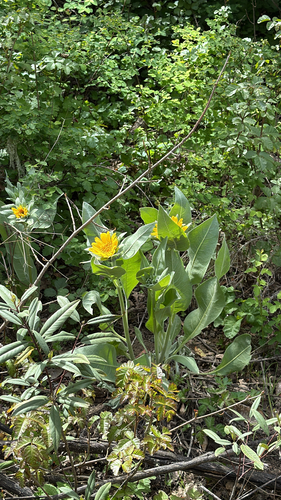 iNaturalist observation photo of Gray Mule-Ears