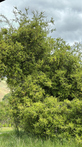 iNaturalist observation photo of coast live oak