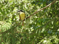 Pitangus sulphuratus