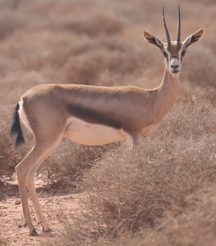 Speke's Gazelle
