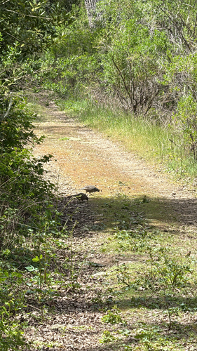 iNaturalist observation photo of California Quail