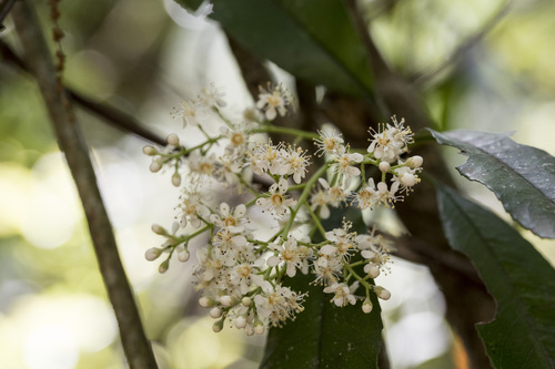 Image of Chinese Photinia (Photinia serratifolia) by (c) Licheng Shih, some rights reserved (CC BY)