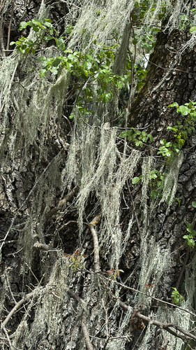 iNaturalist observation photo of lace lichen