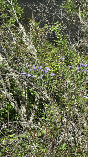 iNaturalist observation photo of bluewitch nightshade