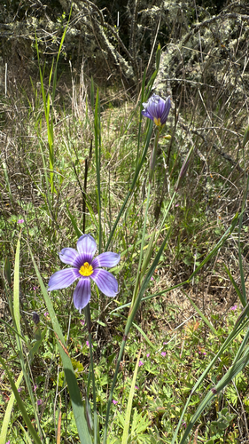 iNaturalist observation photo of western blue-eyed grass
