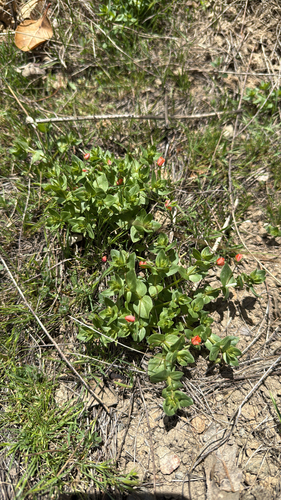 iNaturalist observation photo of scarlet pimpernel