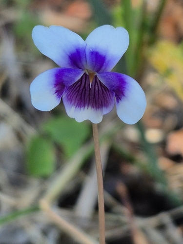 Viola banksii