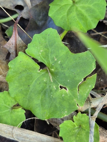 Viola banksii