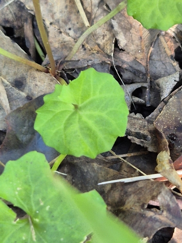 Viola banksii