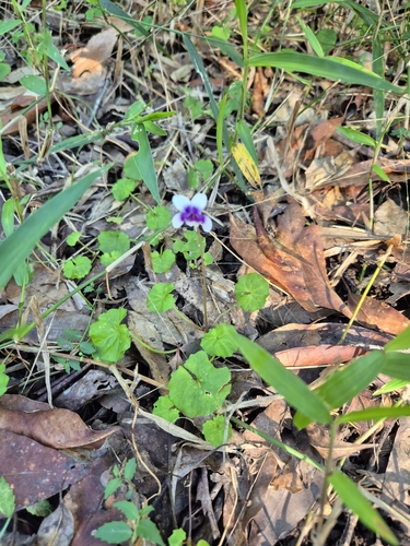 Viola banksii